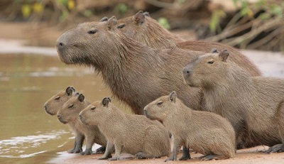 Lesser Capybara  The Canopy Family