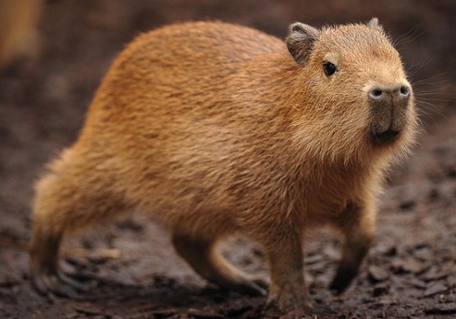 Capybara – Hydrochoerus hydrochaeris