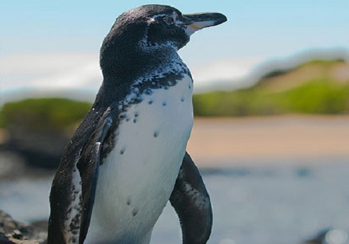 galapagos-penguin-spheniscus-mendiculus-facts-about-animals