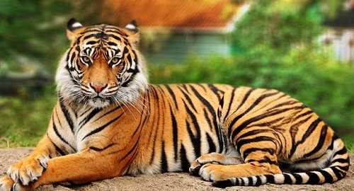 tiger species