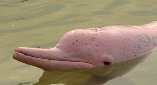 River Dolphin – Inia geoffrensis | Facts About Animals