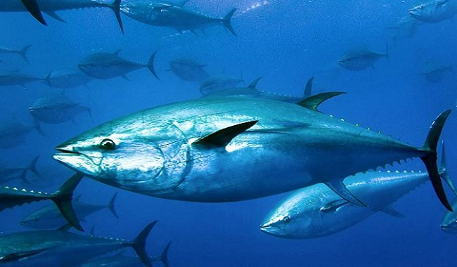 atlantic bluefin tuna habitat