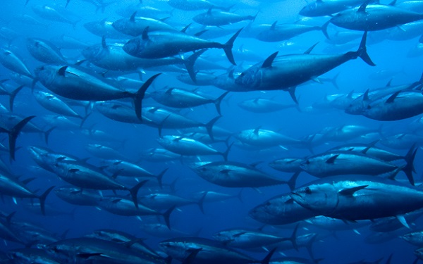 Pacific Bluefin Tuna